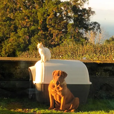 Apartment Quinta Da Carlota Povoacao (Sao Miguel)
