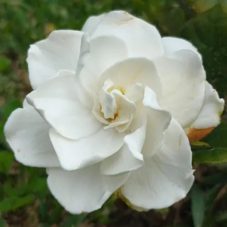 Quinta Da Carlota Повоасан