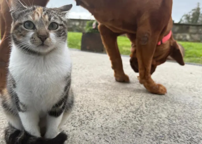 아파트 Quinta Da Carlota