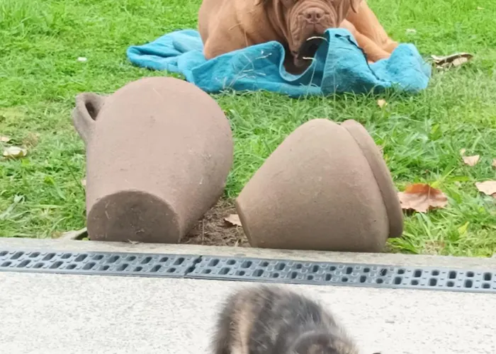 Quinta Da Carlota 아파트 *