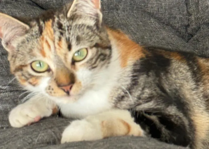 Quinta Da Carlota Povoacao (Sao Miguel)