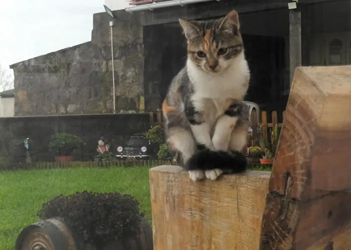 Quinta Da Carlota 아파트 *